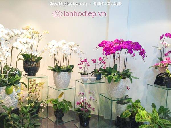 Hoa lan hồ điệp tượng trưng cho sự hoàn hảo